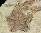 Plate Of Rare Cretaceous Starfish ( Types) - Morocco #46481-2